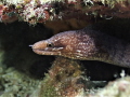   Barredfin Moray Eel Gymnothorax zonipectis Barred-fin Barred fin  